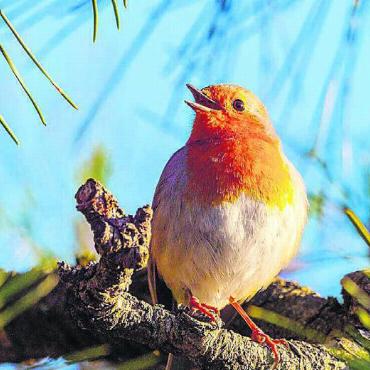 Der Zauber des Augenblicks - Vögel zu fotografieren, ist eine von Matthias Notters grossen Leidenschaften.