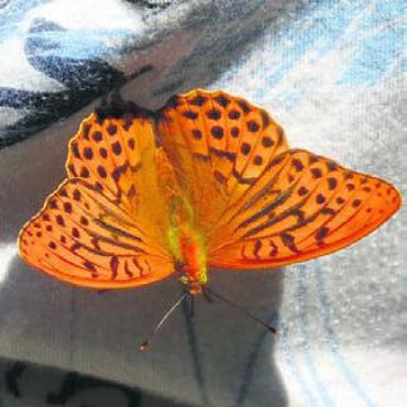 Über die Kultur im Austausch - Ein Schmetterling ruht sich auf der Bluse einer Wanderin aus.