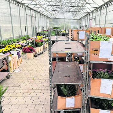 Perle auf dem Friedhof - Im Gewächshaus an der Turmstrasse, wo die Pflanzen produziert werden, werden die Bestellungen für die Grab-Gestecke bereit gemacht und mehrmals kontrolliert.