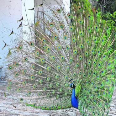 Der Pfau und das Schloss - Frühling 2012: Luise Schellenberg und Pfau «Pahlevi», der minutenlang mit geöffnetem Gefieder vor ihr hin- und hertänzelt. Bild: Stefan Sprenger