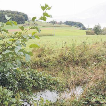 Vorhandene Lücke schliessen - Auf der durchnässten Wiese direkt neben dem Erusbach soll neuer Lebensraum für Amphibien geschaffen werden. Bild: chh