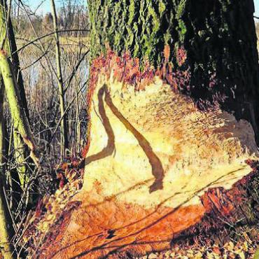 Dem Biber auf der Spur - Der Biber hinterlässt im Reusstal immer wieder Spuren. Bild: zg