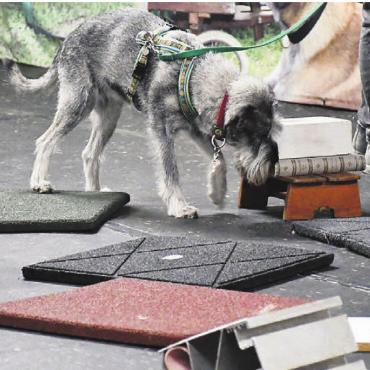 Supernasen auf Schatzsuche - Sorgfältig untersucht der Mittelschnauzer Yuki jede Kante der Gegenstände des Brockenhaufens. Bilder: Monica Rast