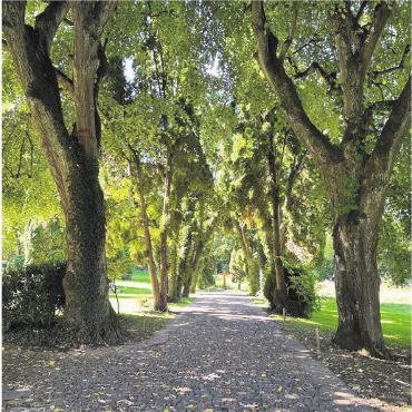 Warum Biodiversität wichtig ist - Anhand des Beispiels einer Hecke im Pflegifriedhof wird die Biodiversität ins Zentrum gestellt. Bild: zg