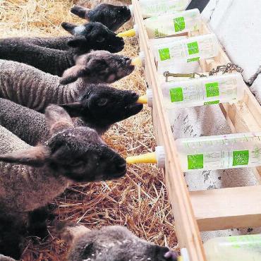 Sechsfache Überraschung - Alle sechs Lämmer trinken gemeinsam – ein tolles Bild. Bild: zg