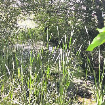 Das Ökosystem funktioniert - Ein Weiher mit dichter Ufervegetation und Ufergehölz bietet Schutz für Amphibien. Bild: pd