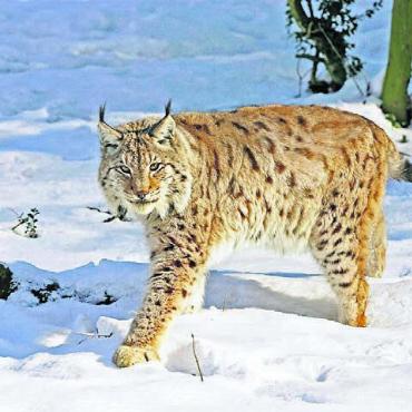 Luchs, das heimliche Wesen - Der Luchs streift durch die Wälder des Jura. Bild: Panther Media