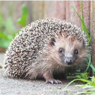 Wildtieren auf der Spur - Igel kommen heutzutage häufiger im Siedlungsraum als in Landwirtschaftsgebieten vor. Sie leben gerne in Gärten und Grünflächen mit vielen Versteckmöglichkeiten wie Hecken oder Asthaufen. Bild: Bernadette Schoeffel / wildenachbarn.ch