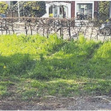 Verwechslung von Gas- und Bremspedal - Hier ging es los: Die Spuren vom Parkplatz durch die Hecke sind deutlich zu sehen.