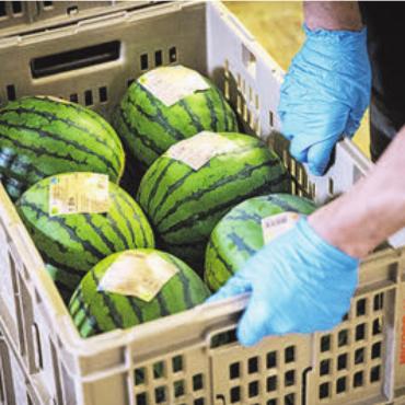 Schweizer Wassermelonen ernten Erfolg - Sorgfältig verpackt und etikettiert für den Verkauf.