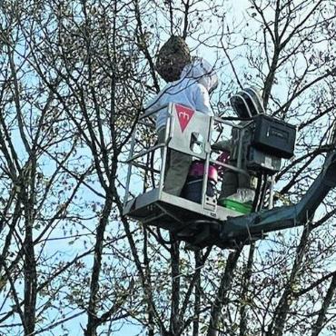 Wie eine Detektivin - Das Nest der Asiatischen Hornisse wurde am Mittwoch von Gregor Buser und seinem Team entfernt.