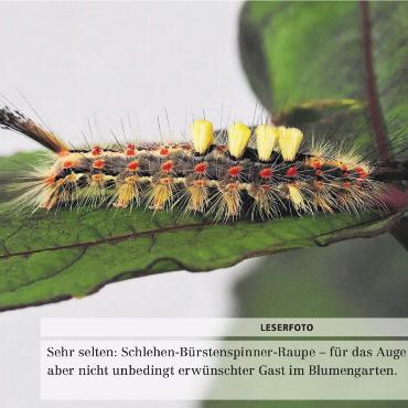 LESERFOTO