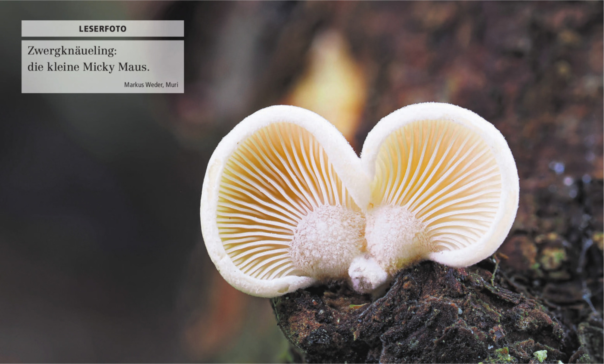  - Das Bild wird blockiert. – Möglicherweise durch einen aktiven Adblocker.