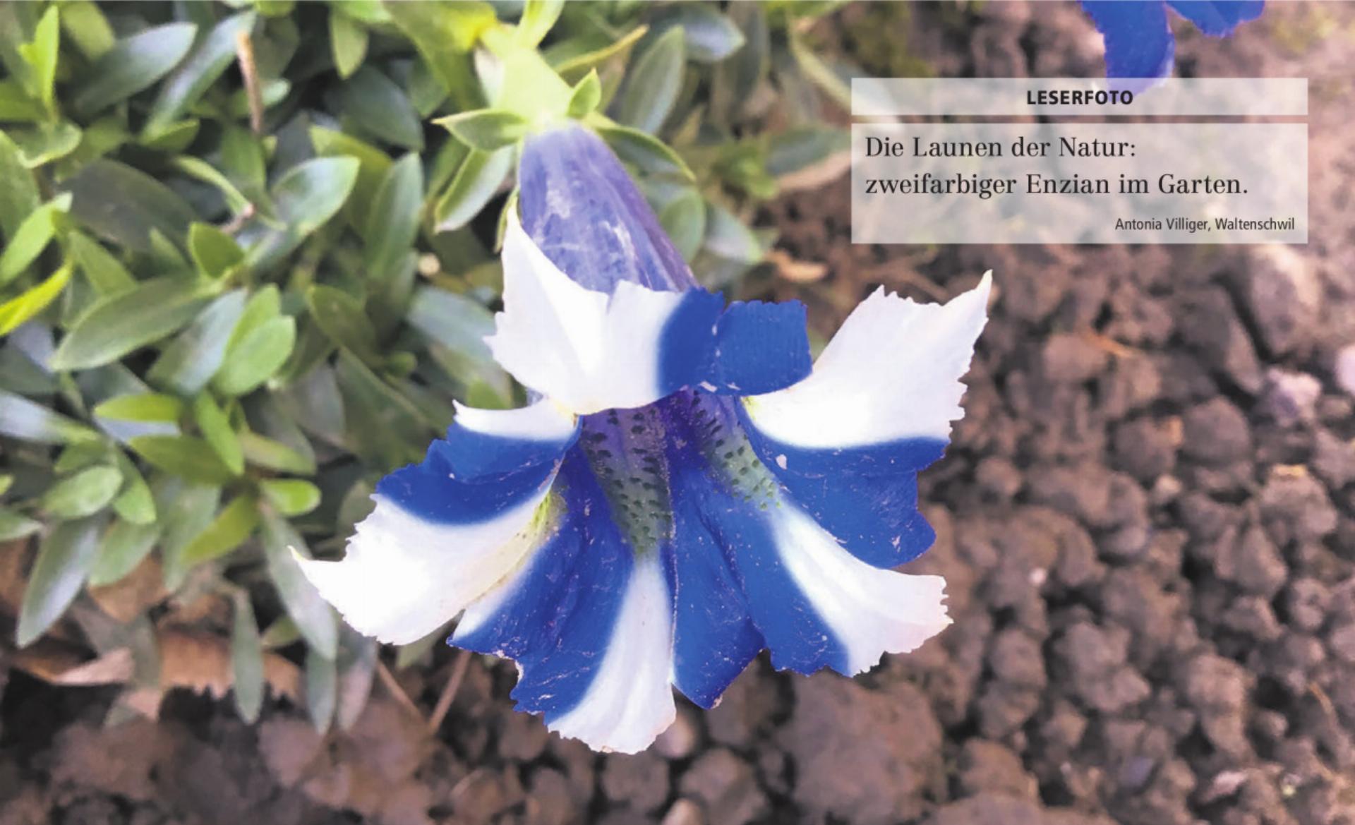  - Das Bild wird blockiert. – Möglicherweise durch einen aktiven Adblocker.