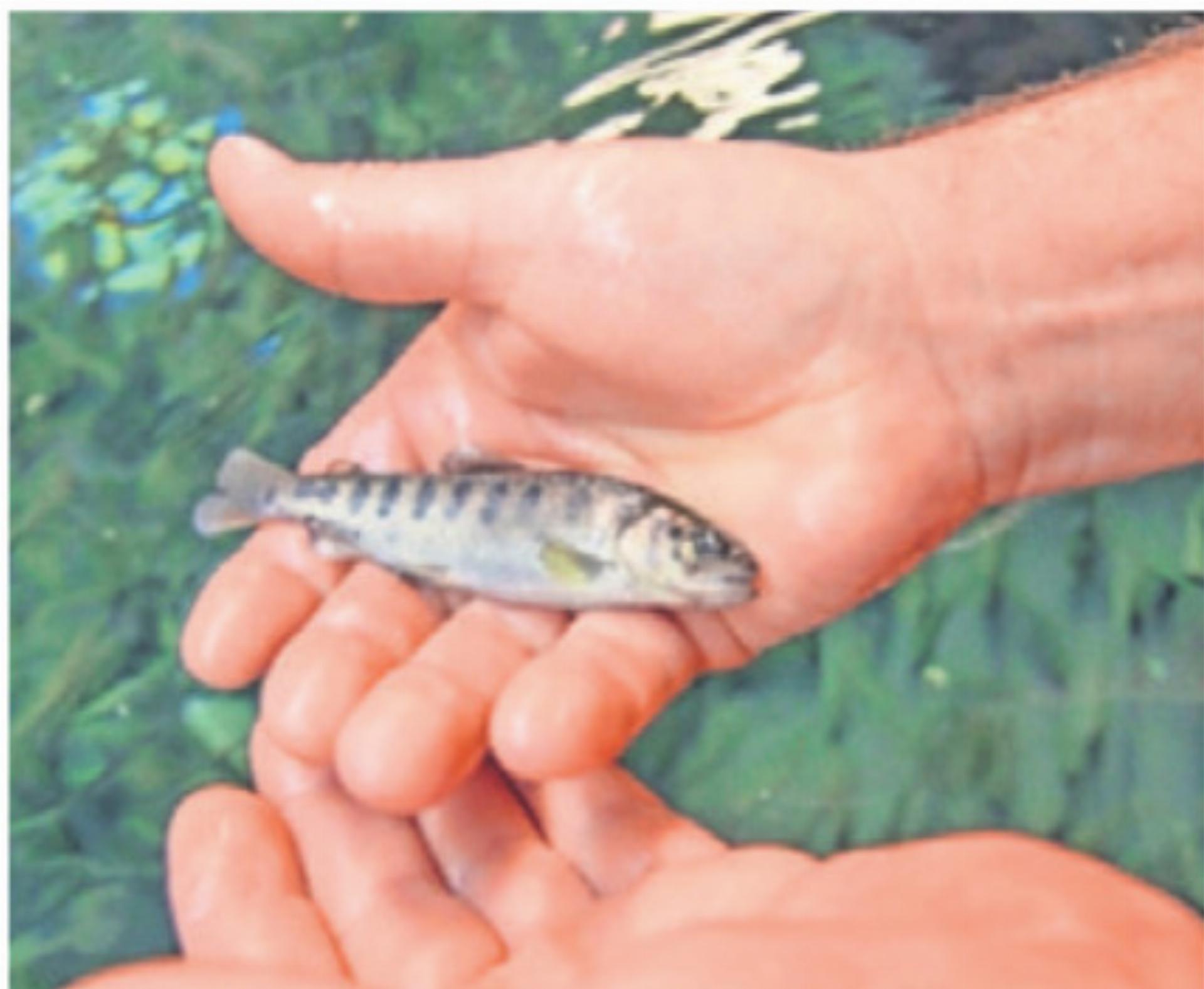 Vom Junglachs zum fertigen Produkt. Die Lachszucht zeigt auf, wie man auf kleinem Raum erfolgreich Fische züchten kann. - Das Bild wird blockiert. – Möglicherweise durch einen aktiven Adblocker.