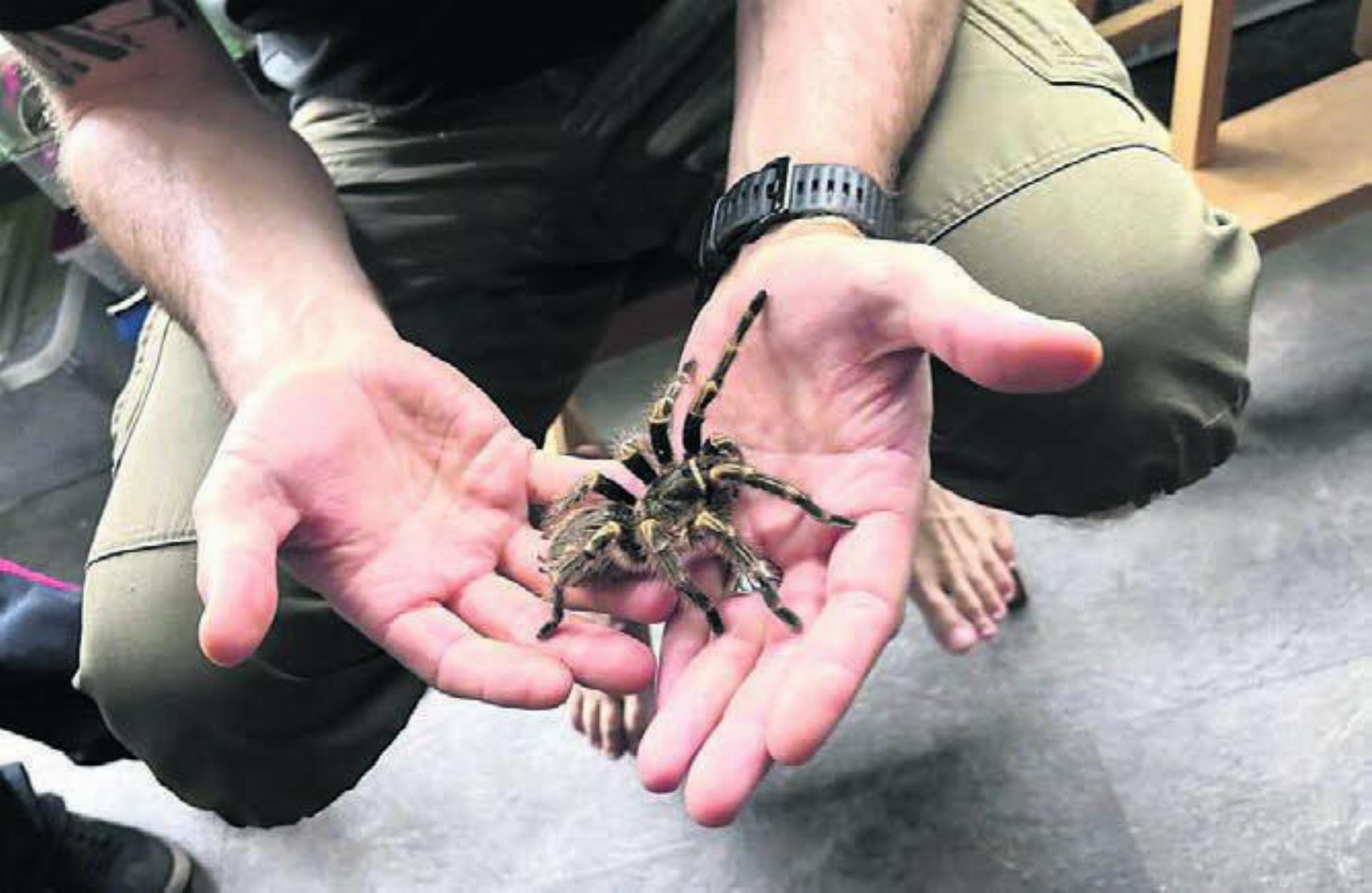 Keine Berührungsängste: Ein Grossteil der Kursteilnehmer nahm die grosse Vogelspinne auf die Hand. Bild: zg