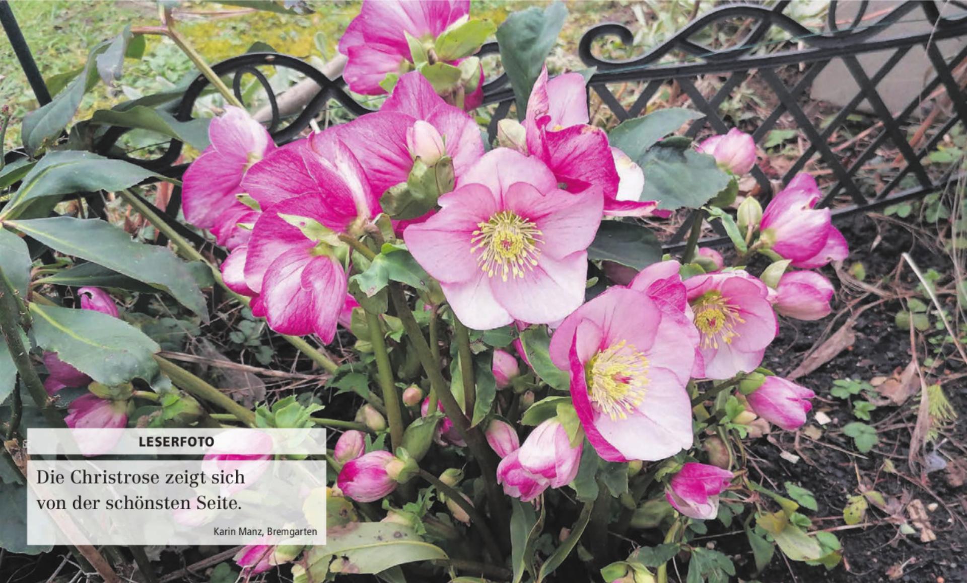  - Das Bild wird blockiert. – Möglicherweise durch einen aktiven Adblocker.