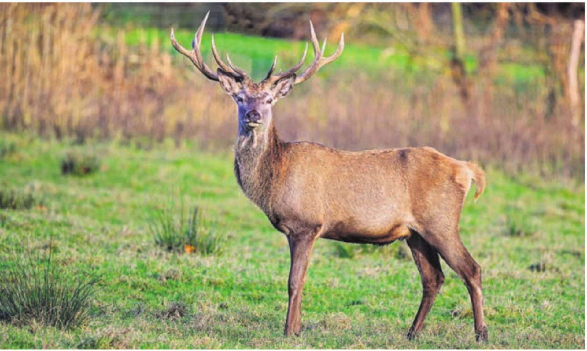 Imposanter Rothirsch. Bild: pixabay - Das Bild wird blockiert. – Möglicherweise durch einen aktiven Adblocker.