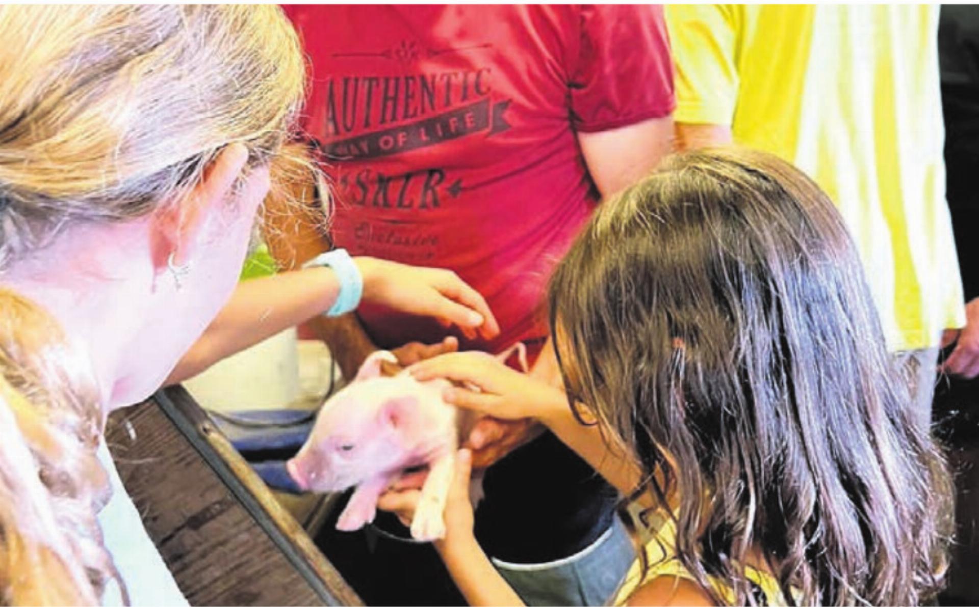 Bei den Kindern beliebt: Kontakt zu den Tieren. Bild: zg - Das Bild wird blockiert. – Möglicherweise durch einen aktiven Adblocker.