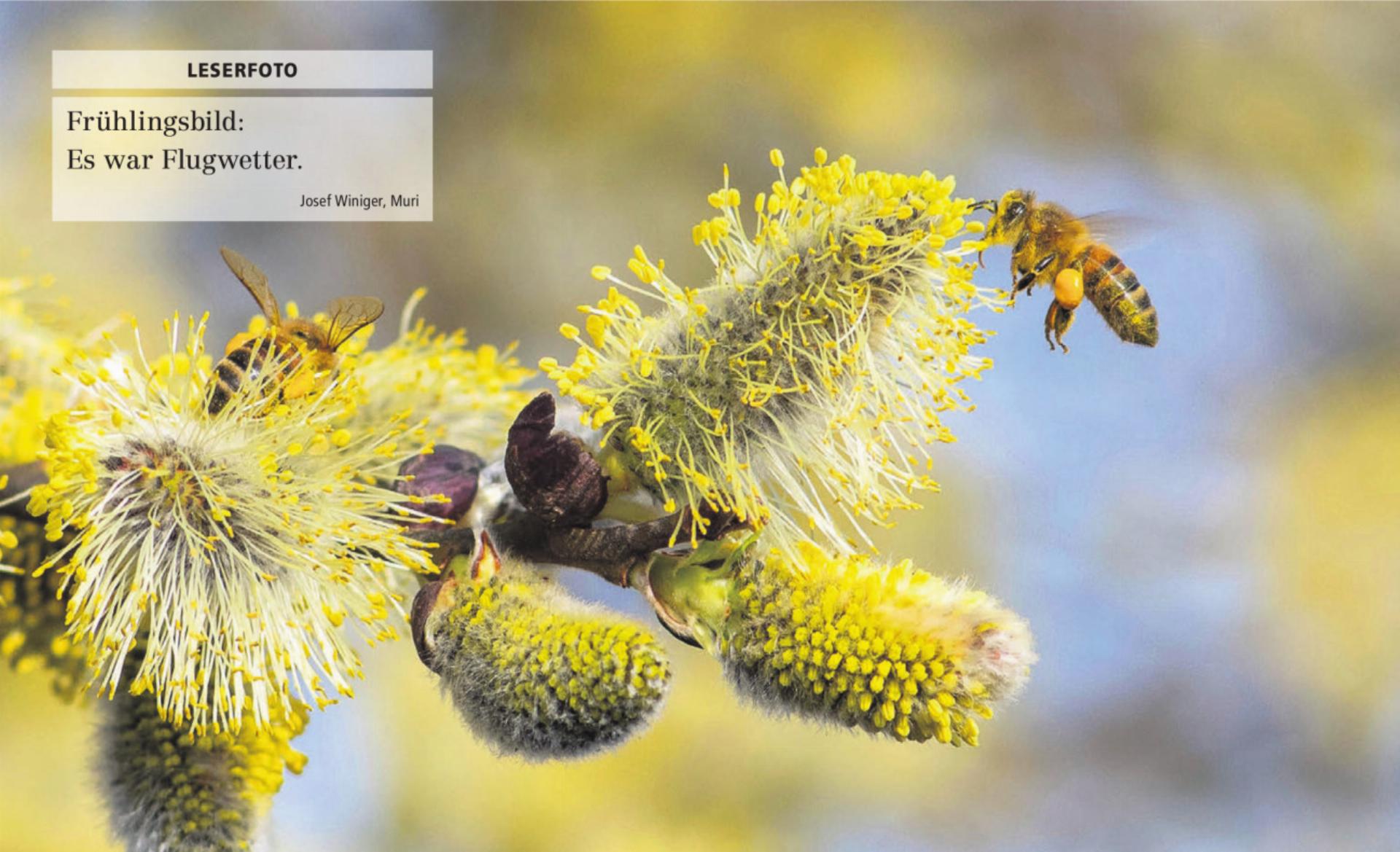  - Das Bild wird blockiert. – Möglicherweise durch einen aktiven Adblocker.