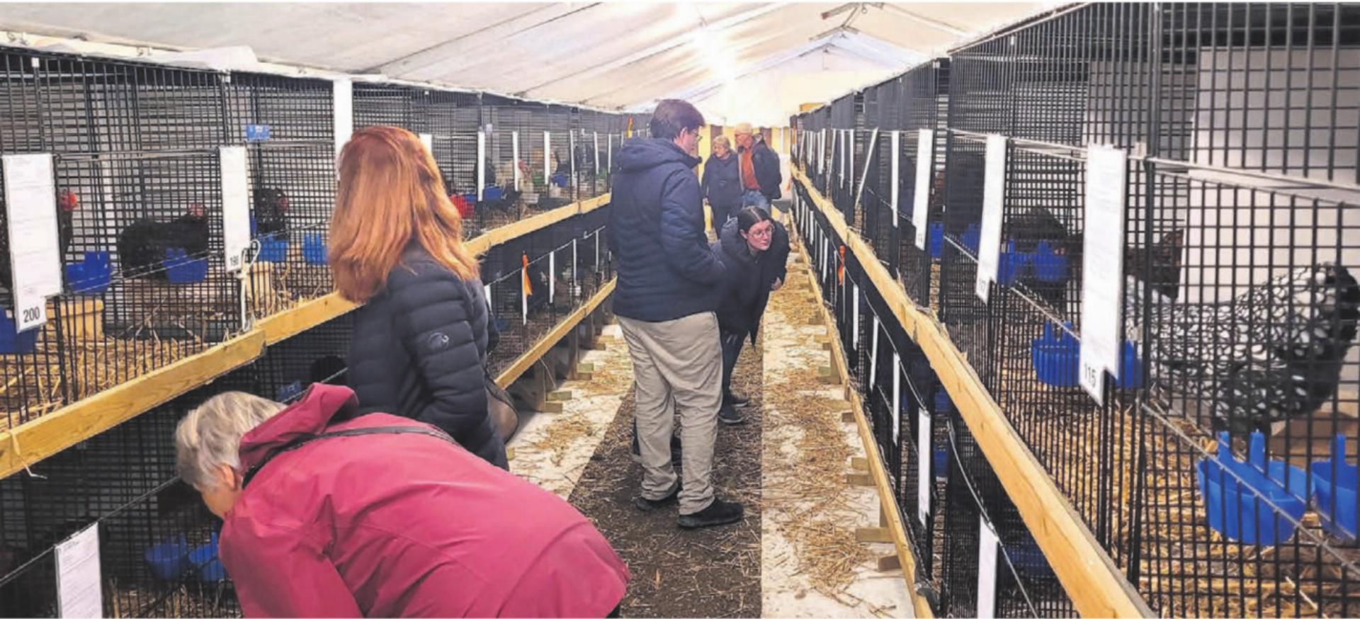 Die rund 400 ausgestellten Tiere stiessen bei den Besuchern auf grosses Interesse. Wer weiss, vielleicht finden sich ja jetzt neue Züchter. Bilder: Chregi Hansen - Das Bild wird blockiert. – Möglicherweise durch einen aktiven Adblocker.