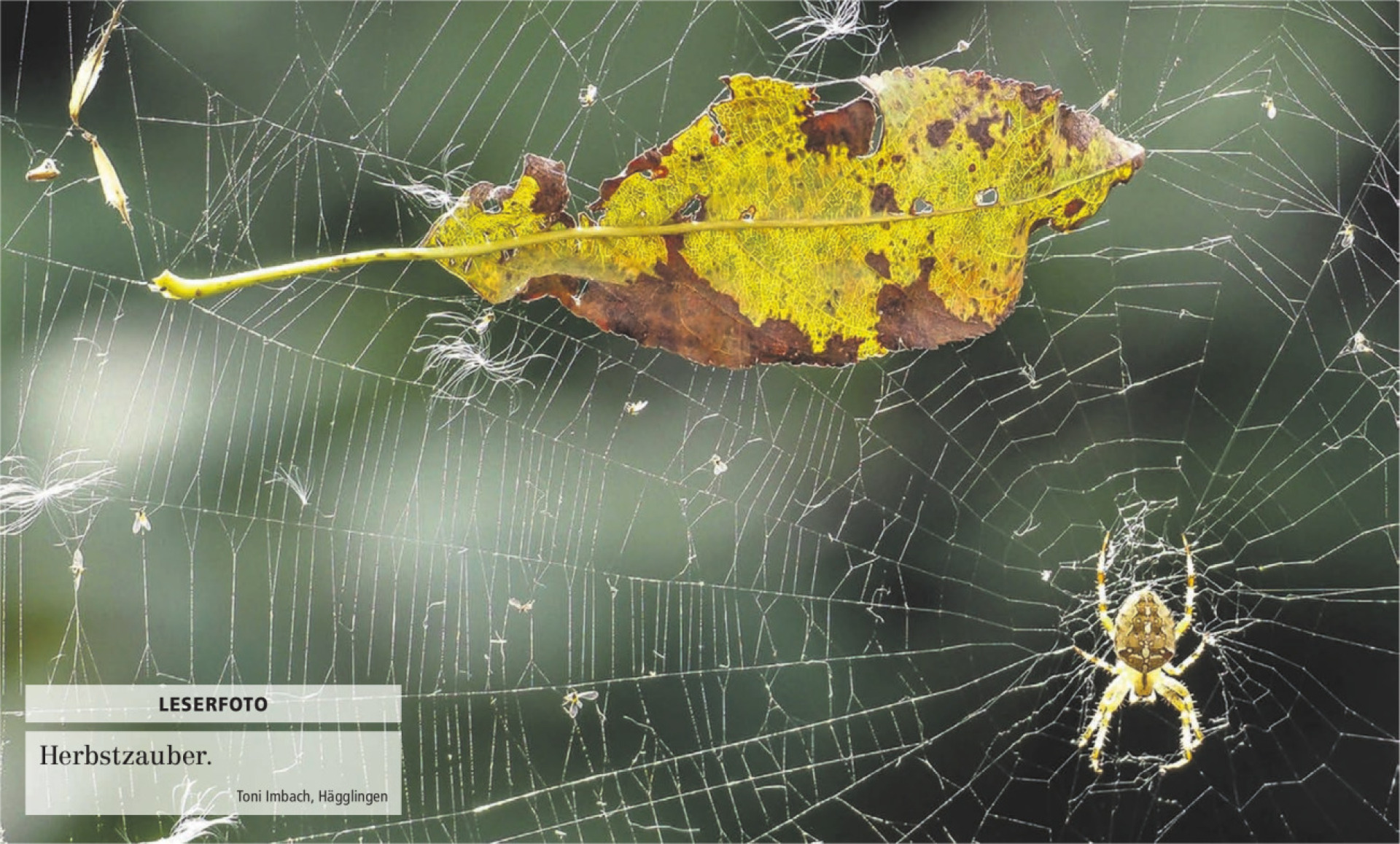  - Das Bild wird blockiert. – Möglicherweise durch einen aktiven Adblocker.