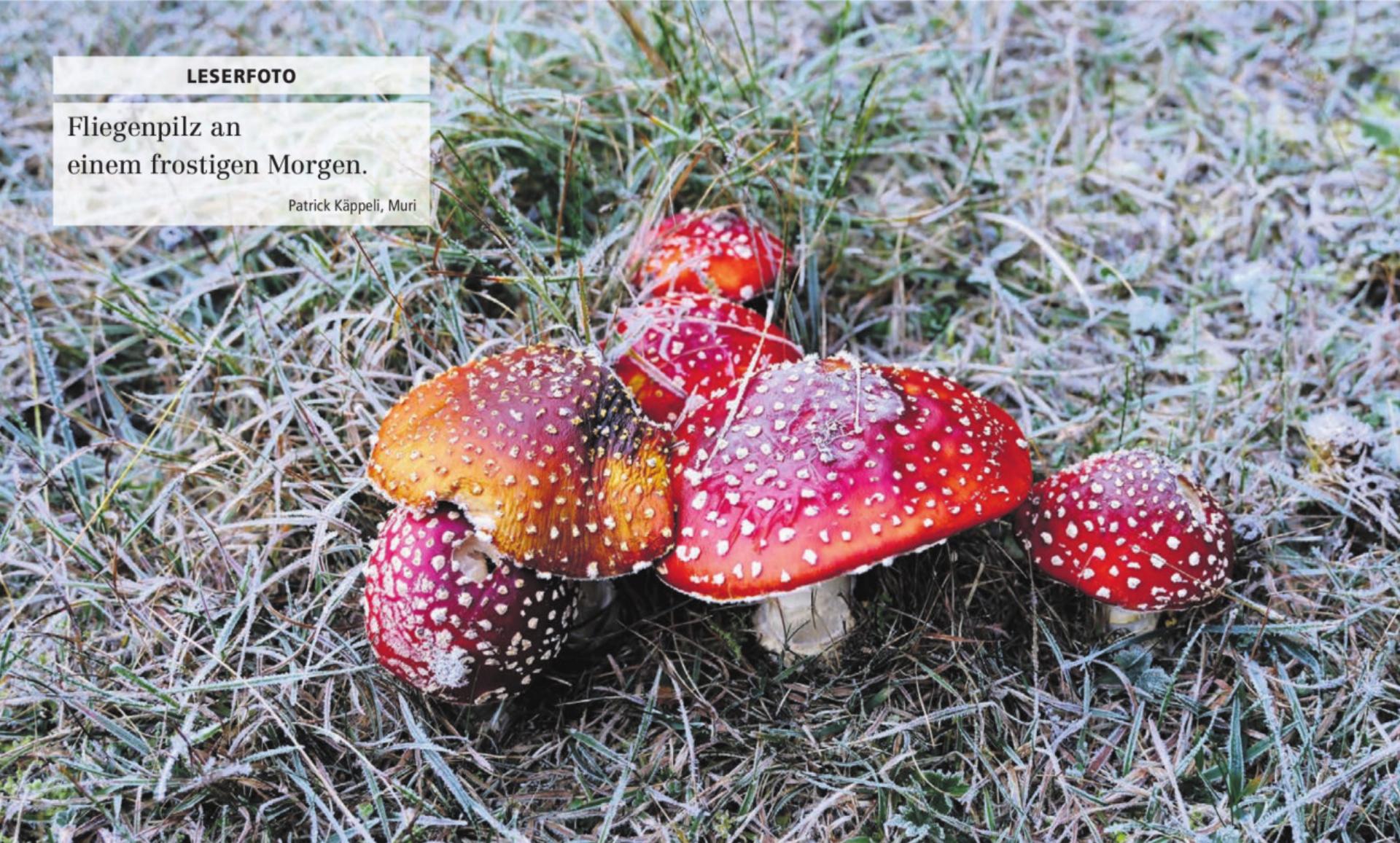  - Das Bild wird blockiert. – Möglicherweise durch einen aktiven Adblocker.