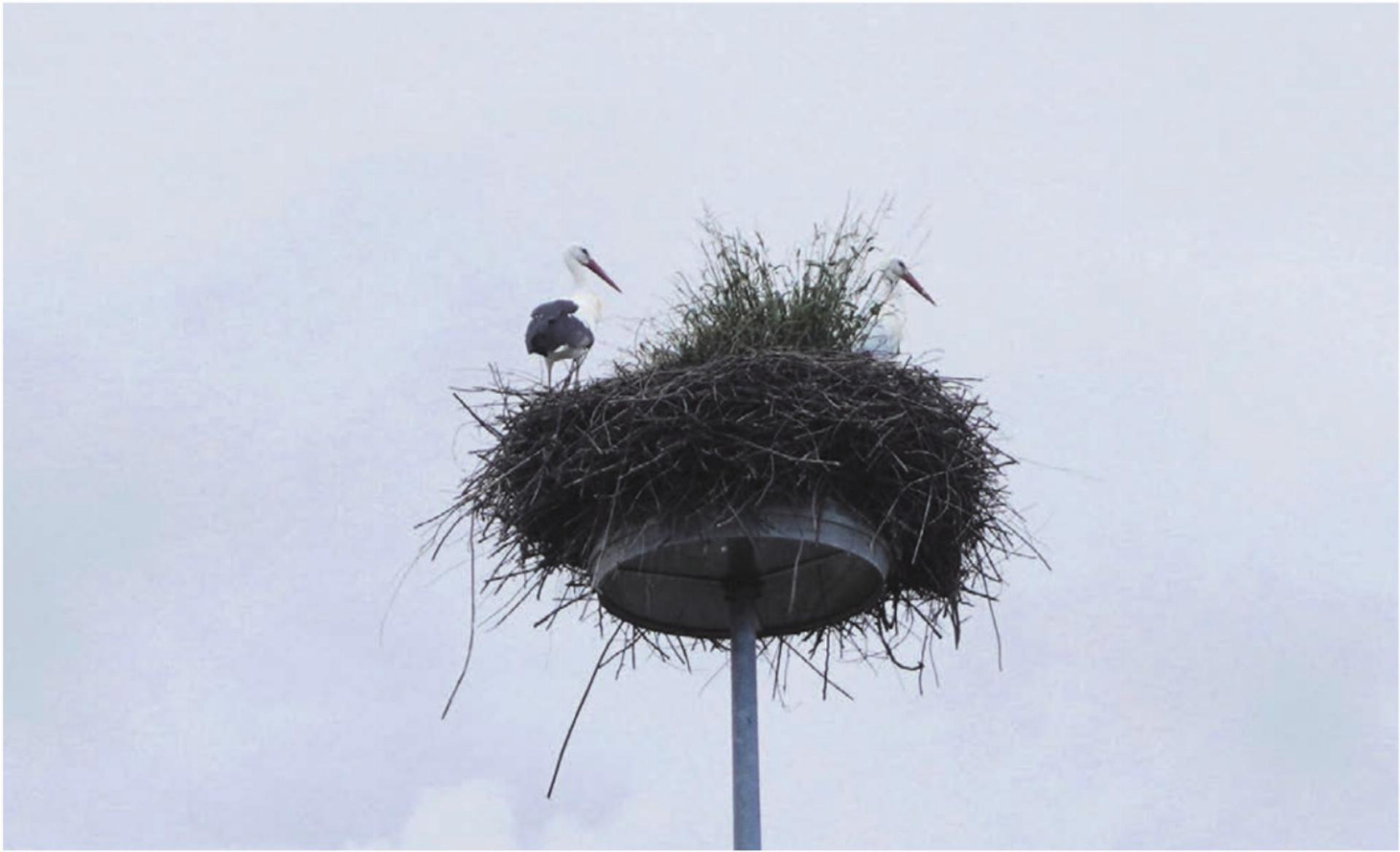 Attraktion und Blickfang: Das Storchenpaar auf dem Kreisellichtmast Niederwil-Gnadenthal ist ein schweizweiter Hingucker. Aber jetzt braucht es Hilfe bei der «Inneneinrichtung». Bild: Hans Rechsteiner / imageway Zufikon - Das Bild wird blockiert. – Möglicherweise durch einen aktiven Adblocker.