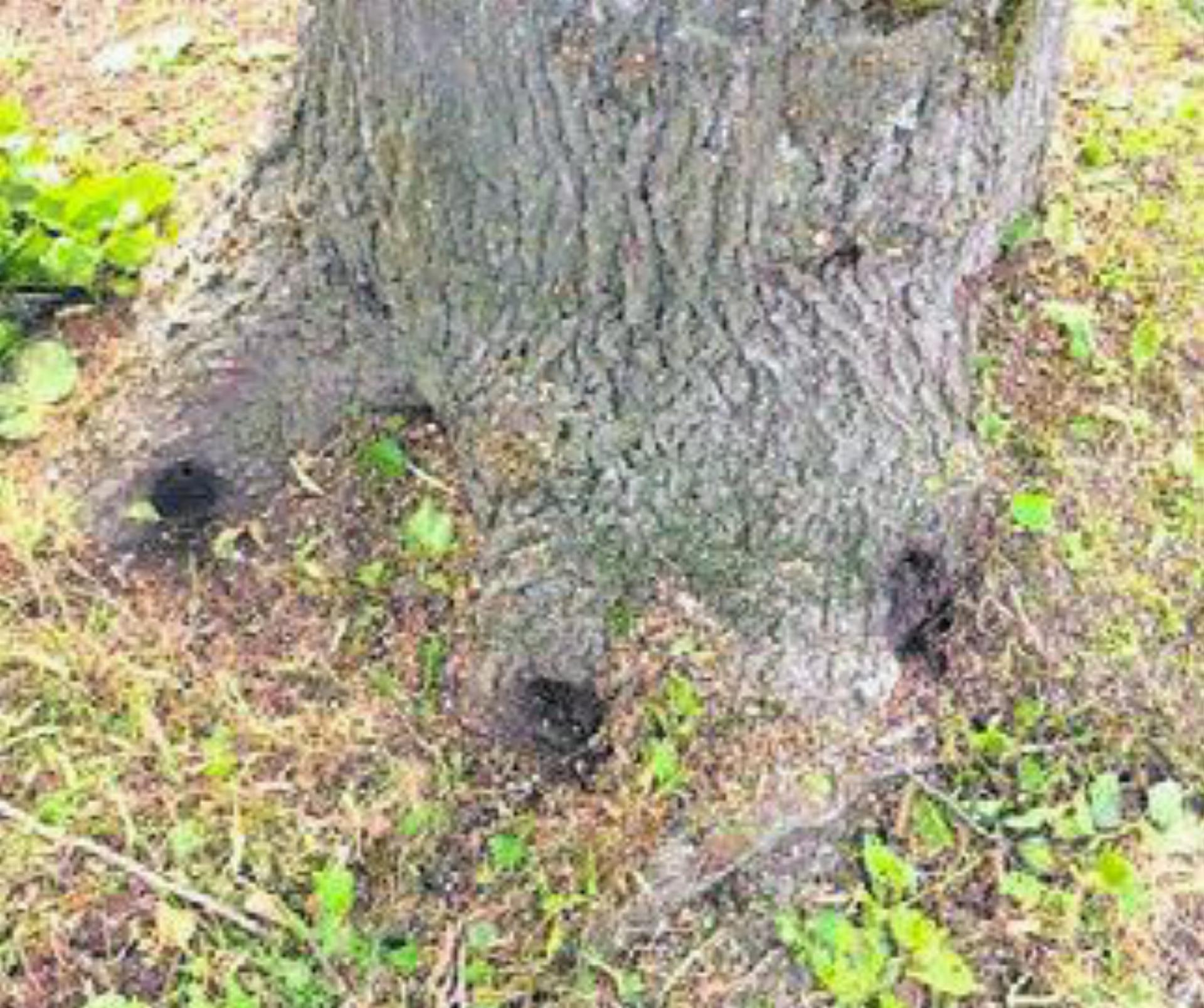 Die Wurzeln des Baumes in Wiggwil wurden angebohrt. Bild: gk