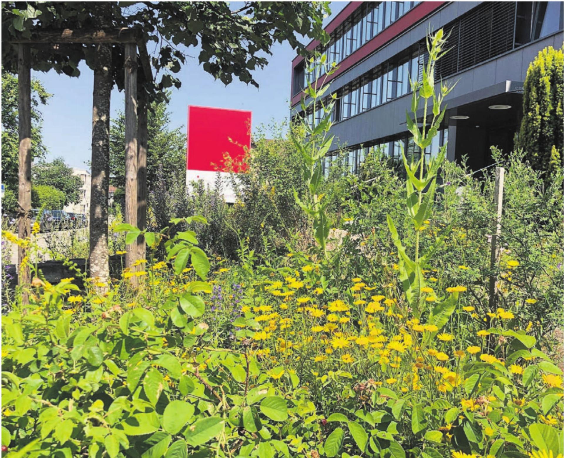 Naturpark beim ibw-Betriebsgebäude Steingasse 31 ausgezeichnet: Die Aufnahme zeigt die Umgebungsgestaltung Naturpark Steingasse und die Rabatte beim Haupteingang mit rund 40 Pflanzenarten auf engstem Raum. Bild: pd - Das Bild wird blockiert. – Möglicherweise durch einen aktiven Adblocker.