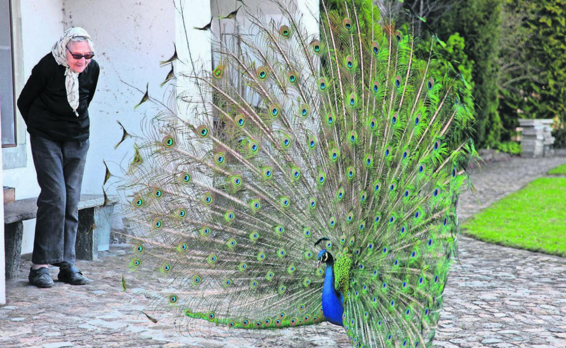 Frühling 2012: Luise Schellenberg und Pfau «Pahlevi», der minutenlang mit geöffnetem Gefieder vor ihr hin- und hertänzelt. Bild: Stefan Sprenger
