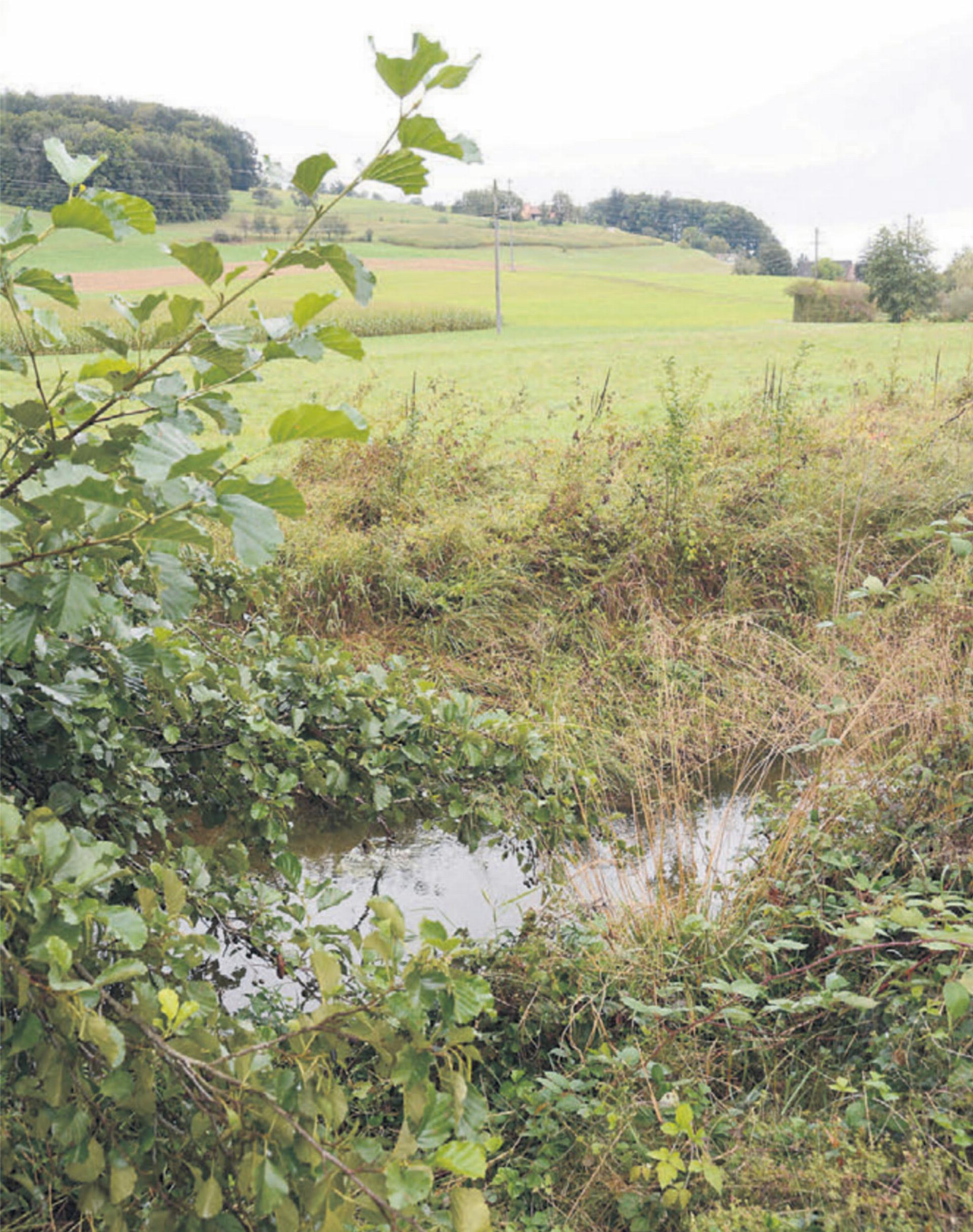 Auf der durchnässten Wiese direkt neben dem Erusbach soll neuer Lebensraum für Amphibien geschaffen werden. Bild: chh