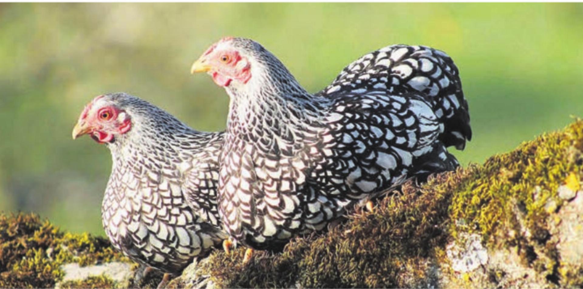 Die Wyandotten sind in der Schweiz eine sehr beliebte Rasse. Bild: zg - Das Bild wird blockiert. – Möglicherweise durch einen aktiven Adblocker.