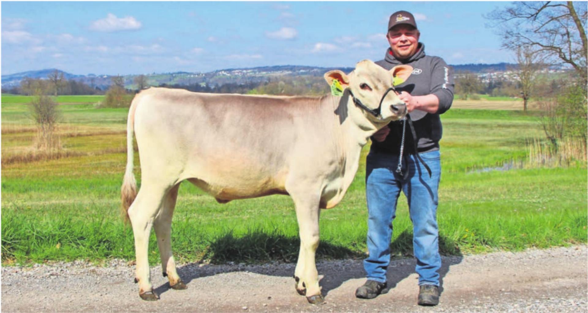 Siegerpreis Kalb «Sissi» mit Züchter Michael Lang aus Aristau. Bild: Adrian Stump - Das Bild wird blockiert. – Möglicherweise durch einen aktiven Adblocker.