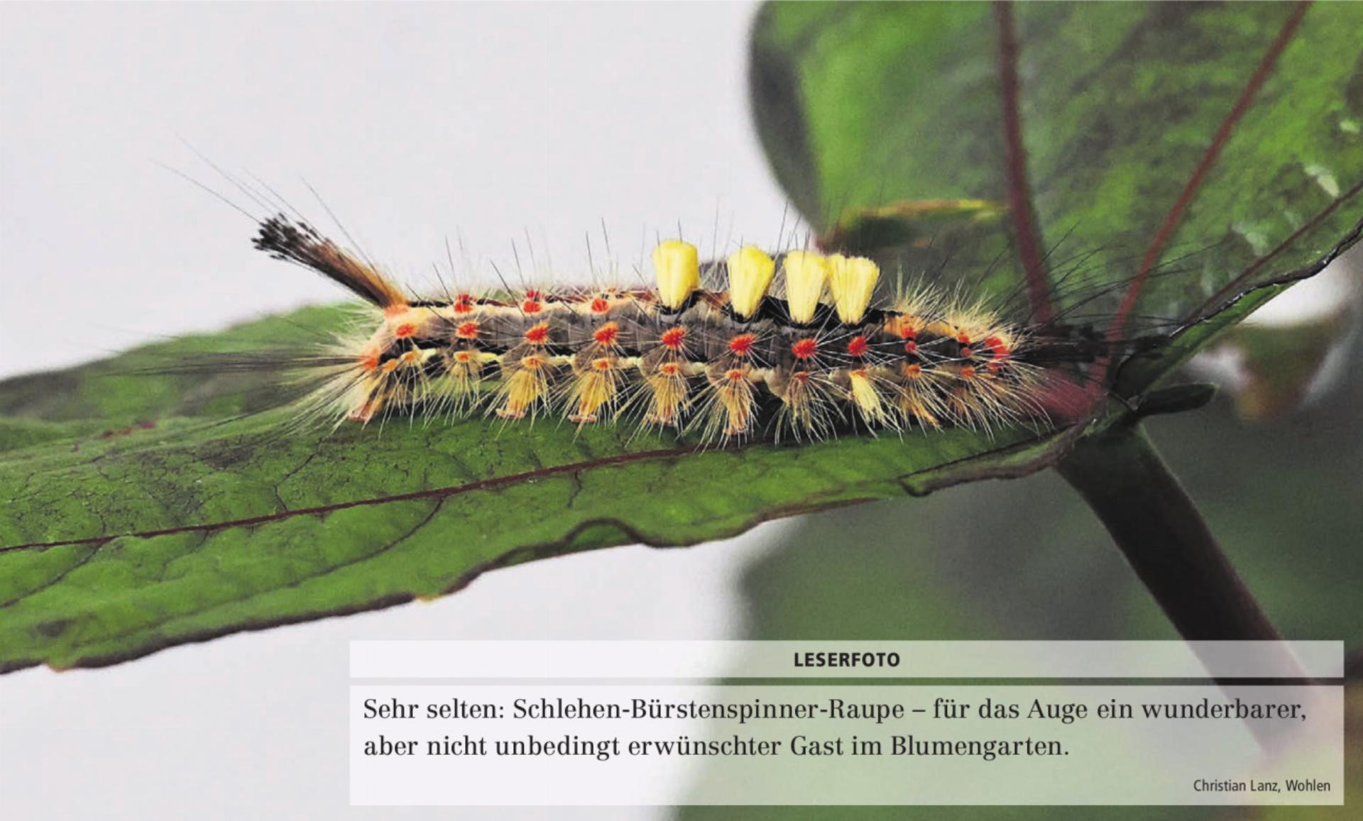  - Das Bild wird blockiert. – Möglicherweise durch einen aktiven Adblocker.
