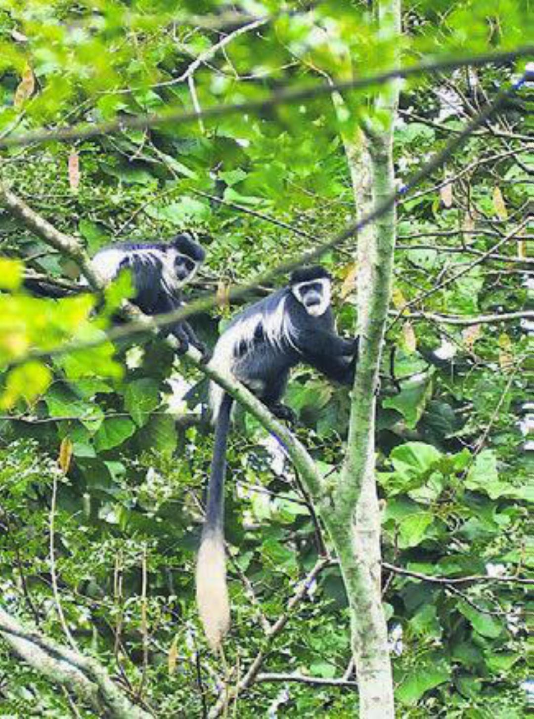 Im Itoya Forest finden inzwischen viele Primatenarten Schutz.