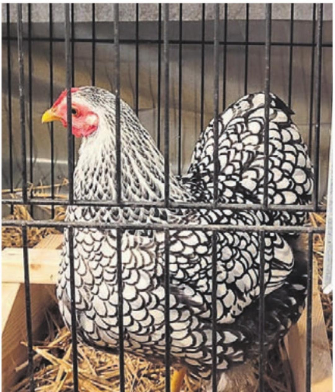 Eines der vielen ausgezeichneten Tiere an der Villmerger Ausstellung. . Eines der vielen ausgezeichneten Tiere an der Villmerger Ausstellung. .