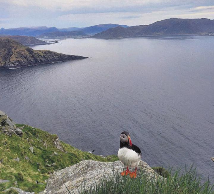 Mitte Mai in Norwegen. «Auf unserer zweimonatigen Reise haben wir auf der Insel Runde wunderbare Abendstunden mit den Papageientauchern erlebt, die nur zum Brüten an Land kommen», schreiben Olivia Lanthemann und Carla Huber aus Zufikon.