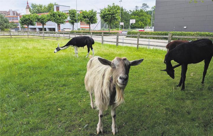 Dem kostenlosen Tierpark gehören neben Lamas und Ziegen auch Hühner, Enten, Meerschweinchen, Hasen, Alpakas, Pferde und Schildkröten an. Bild: Marco Huwyler