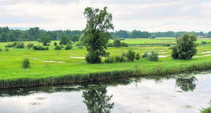 Die Altwasser-Landschaft an der Reuss ist Teil der Ausstellung. Bild: zg