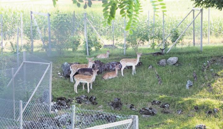 Die Damhirsche sind Wiederkäuer und ernähren sich von Gras und Laub. Sie verbeissen auch Rinde von Bäumen, richten aber nicht so grosse Schäden an wie Rothirsche. Damhirsche können rund 25 Jahre alt werden. Bild: Monica Rast