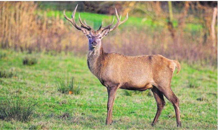 Imposanter Rothirsch. Bild: pixabay