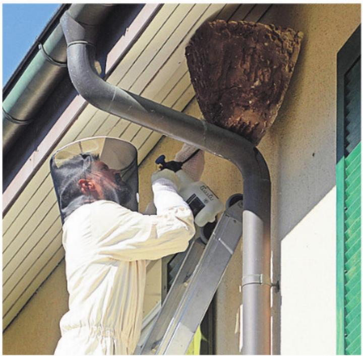 Auch das Entfernen von Wespennestern gehört zum Handwerk. Bild: chh