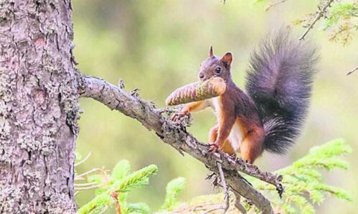 Mit etwas Glück kann man im Reusstal auch Eichhörnchen beobachten. Bild: zg