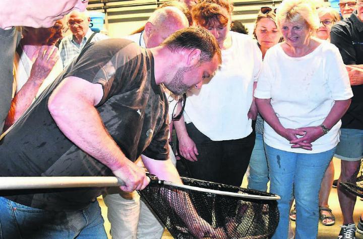 Mit grossem Interesse werden die schlachtreifen japanischen Kirschlachse im Netz betrachtet. Zucht und Verarbeitung sprechen für ein wertvolles Produkt aus der Region. Bilder: Monica Rast