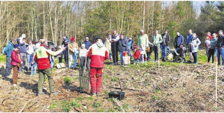 Reges Treiben im Wald – die Eltern pflanzen für ihre Kinder einen Lebensbaum. Bild: zg