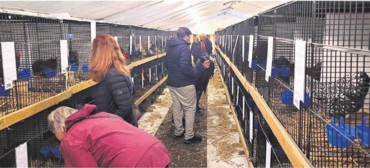 Die rund 400 ausgestellten Tiere stiessen bei den Besuchern auf grosses Interesse. Wer weiss, vielleicht finden sich ja jetzt neue Züchter. Bilder: Chregi Hansen Die rund 400 ausgestellten Tiere stiessen bei den Besuchern auf grosses Interesse. Wer weiss, vielleicht finden sich ja jetzt neue Züchter. Bilder: Chregi Hansen