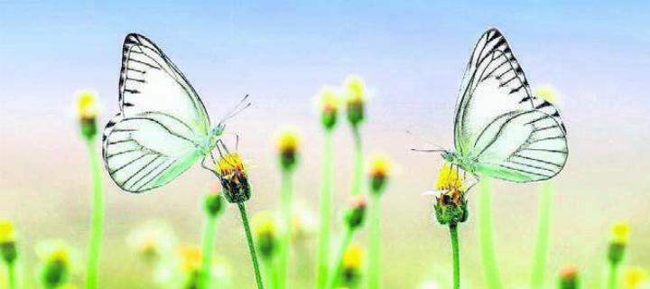 Schmetterlinge sind eine ganz besondere Spezies. Am Vortragsabend Bild: pixabay