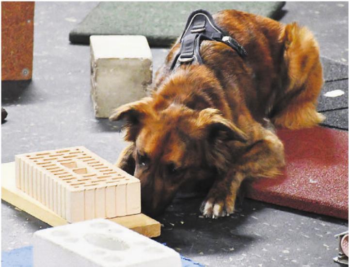Merlo hat den Schatz gefunden und fokussiert sich auf den Gegenstand, unter dem sich das Gesuchte befindet.