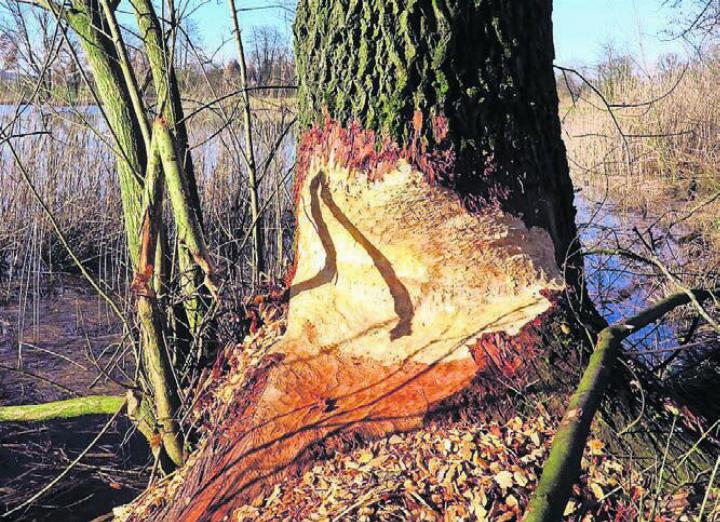 Ein von den Bibern bearbeiteter Baum, mit der markanten sanduhrenförmigen Nagestelle. Bild: zg